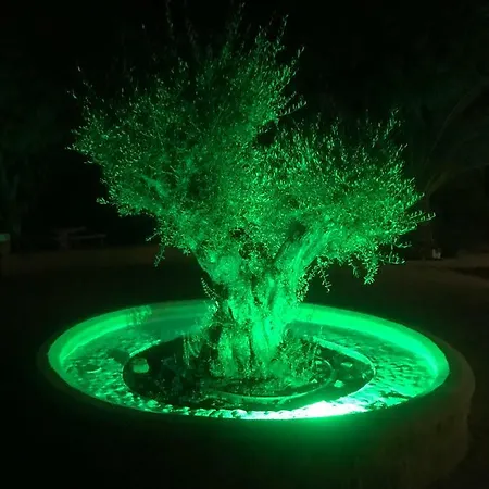 Rey فيلة *